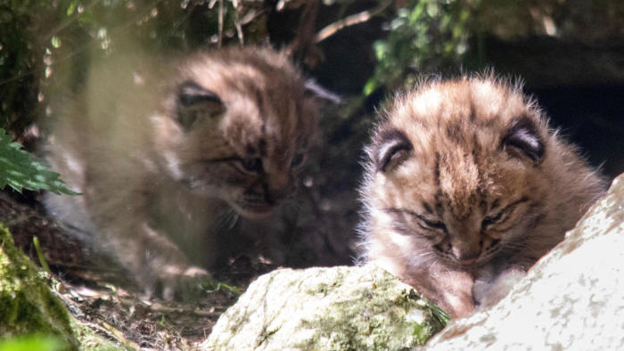'adorable' lynx kittens born at cornish zoo