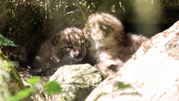 'adorable' lynx kittens born at cornish zoo