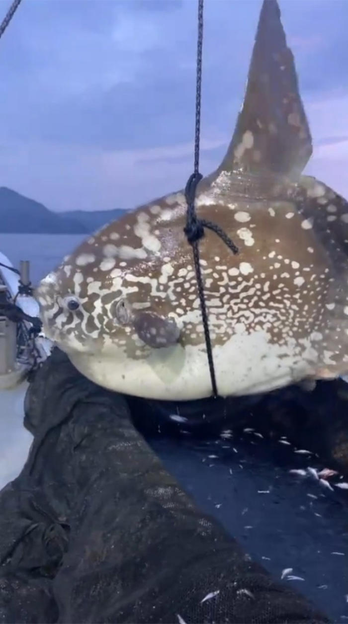 でっかい魚が水揚げされた！生きてる動画に反響 「なんの魚？」「こんな姿初めて見た」…その後は