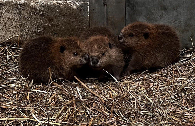 Buttonwood Park Zoo welcomed three new baby beavers into the world ...