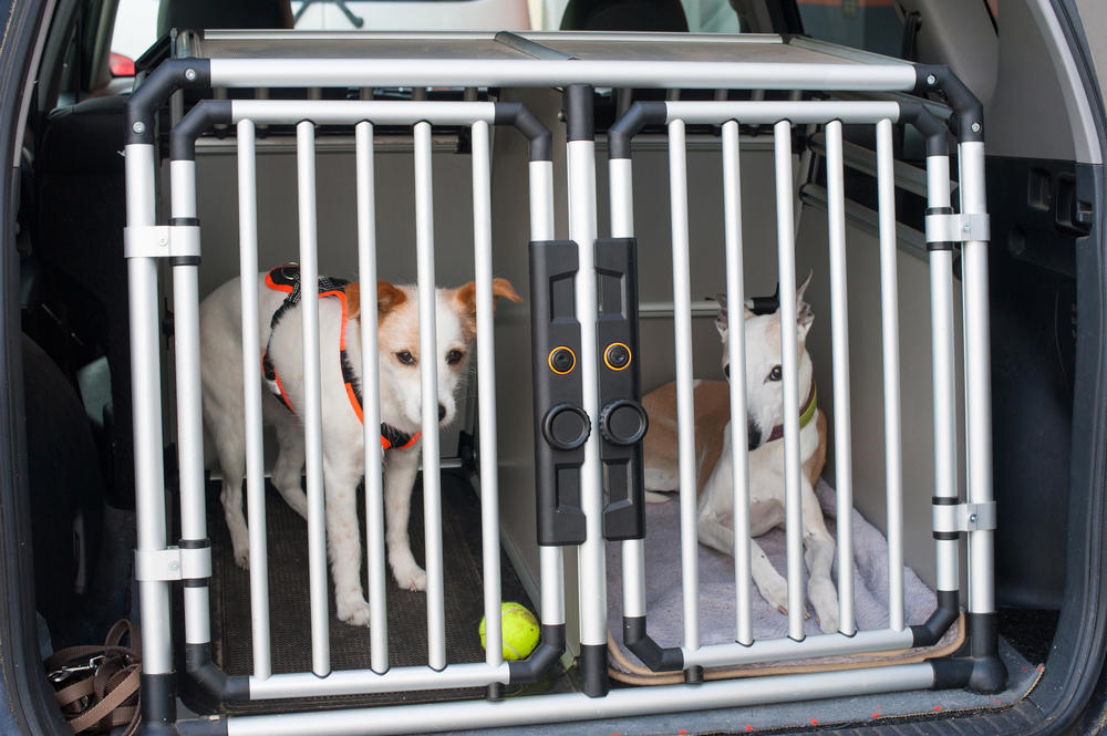 trasporto del cane in auto? attenzione alle sanzioni