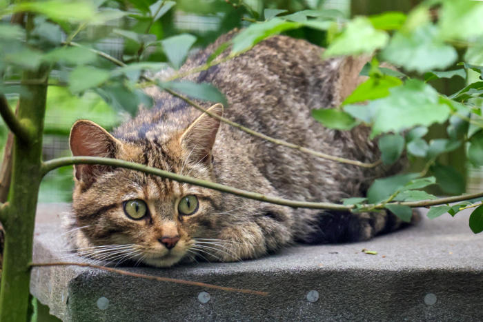 birth of wildcat kittens in kent wildlife park sparks hope for rarest uk mammal
