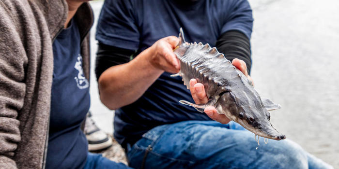 mytomspunnen urtidsfisk tillbaka i svenska vatten