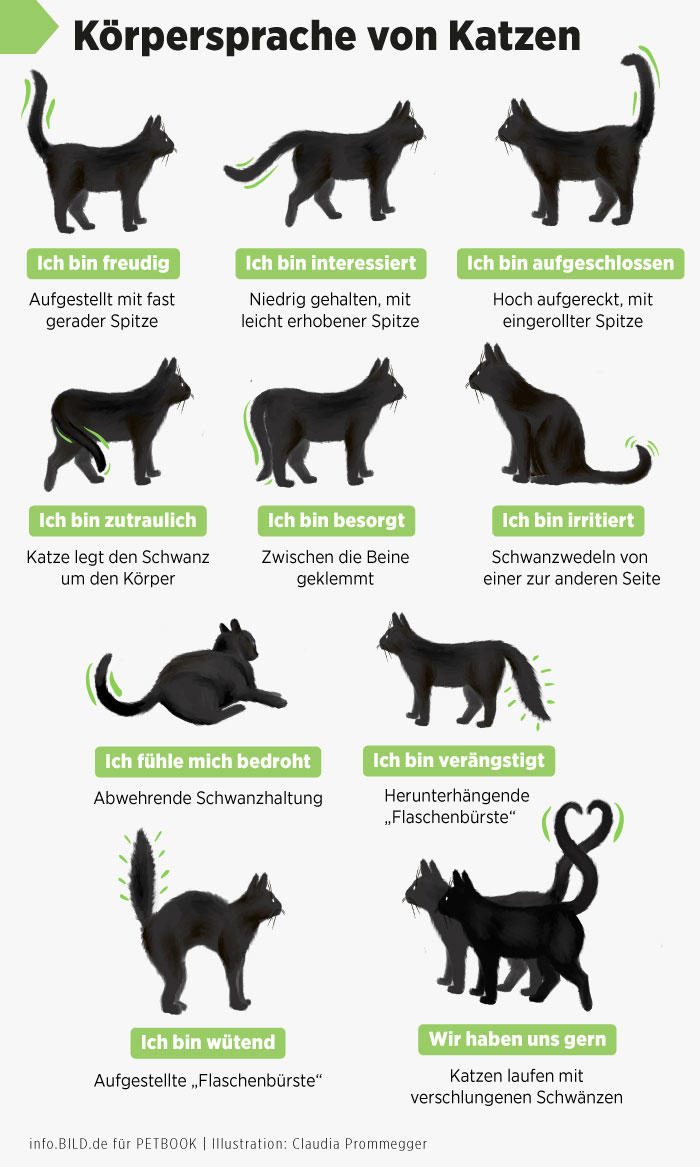 was-die-schwanzhaltung-ihrer-katze-wirklich-verr-t