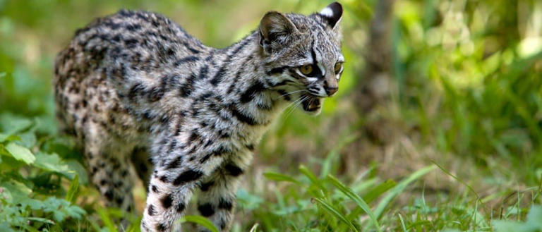 The 10 Smallest Wild Cats and Where You Can Find Them Around the World