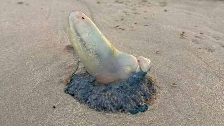 portuguese man o' war spotted on jersey beaches