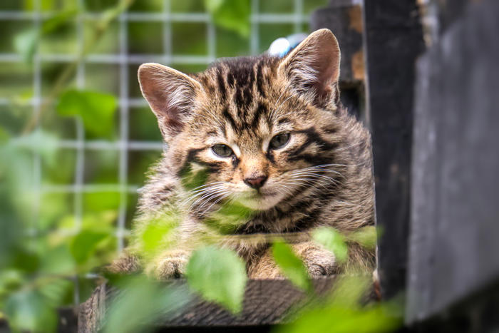 birth of wildcat kittens in kent wildlife park sparks hope for rarest uk mammal