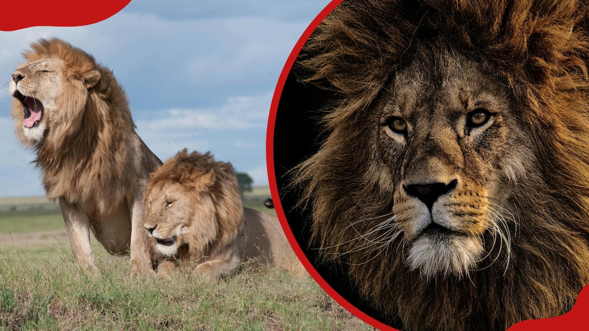 Top 25 Lion Movies That Roar: Essential Viewing for Wildlife Enthusiasts Top 25 Lion Movies That Roar: Essential Viewing for Wildlife Enthusiasts
