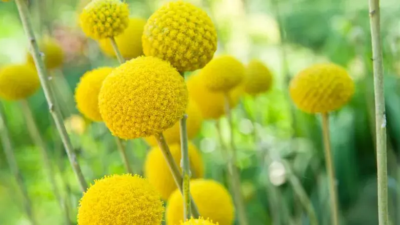 roztomilé žluté knoflíky: pořiďte si kraspédii kulovitou a ozvláštněte tak svou zahradu