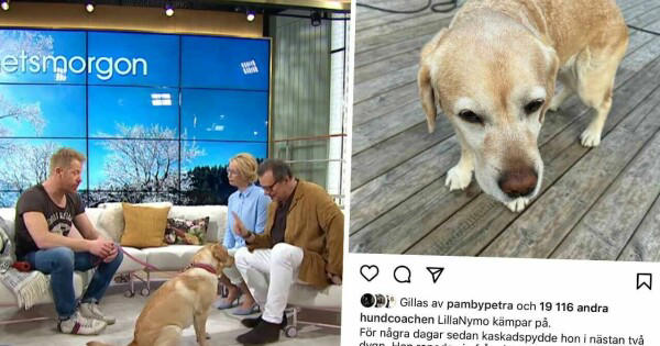 tv4-hunden lillanymo allvarligt sjuk – hundcoachens stora oro: ”kritiskt”