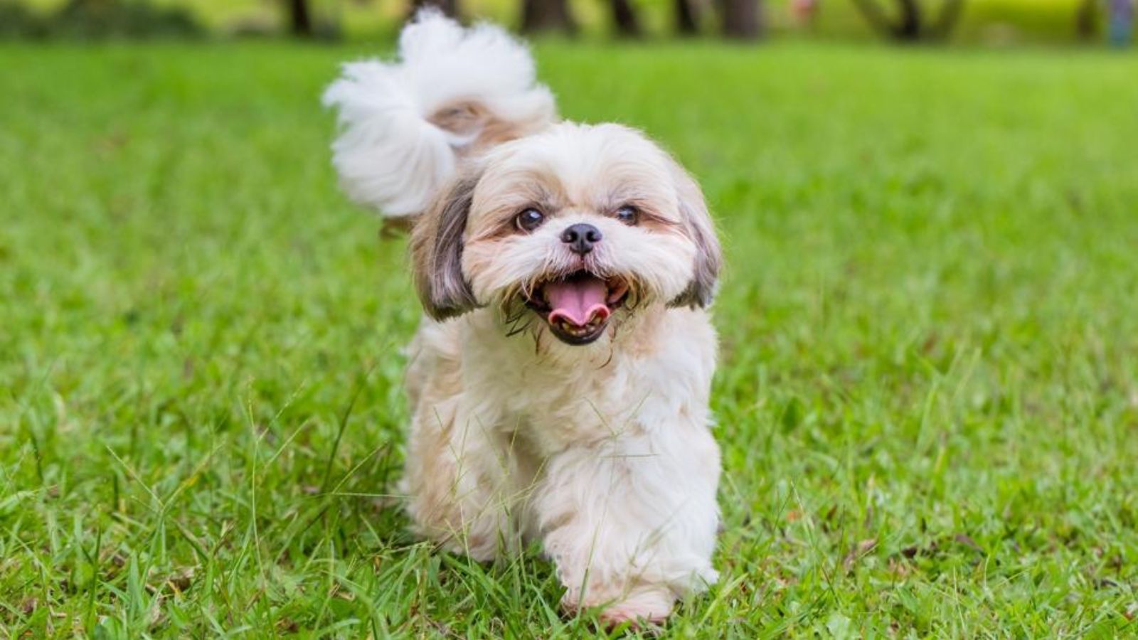 15 Best-Behaved Dog Breeds You Can Own