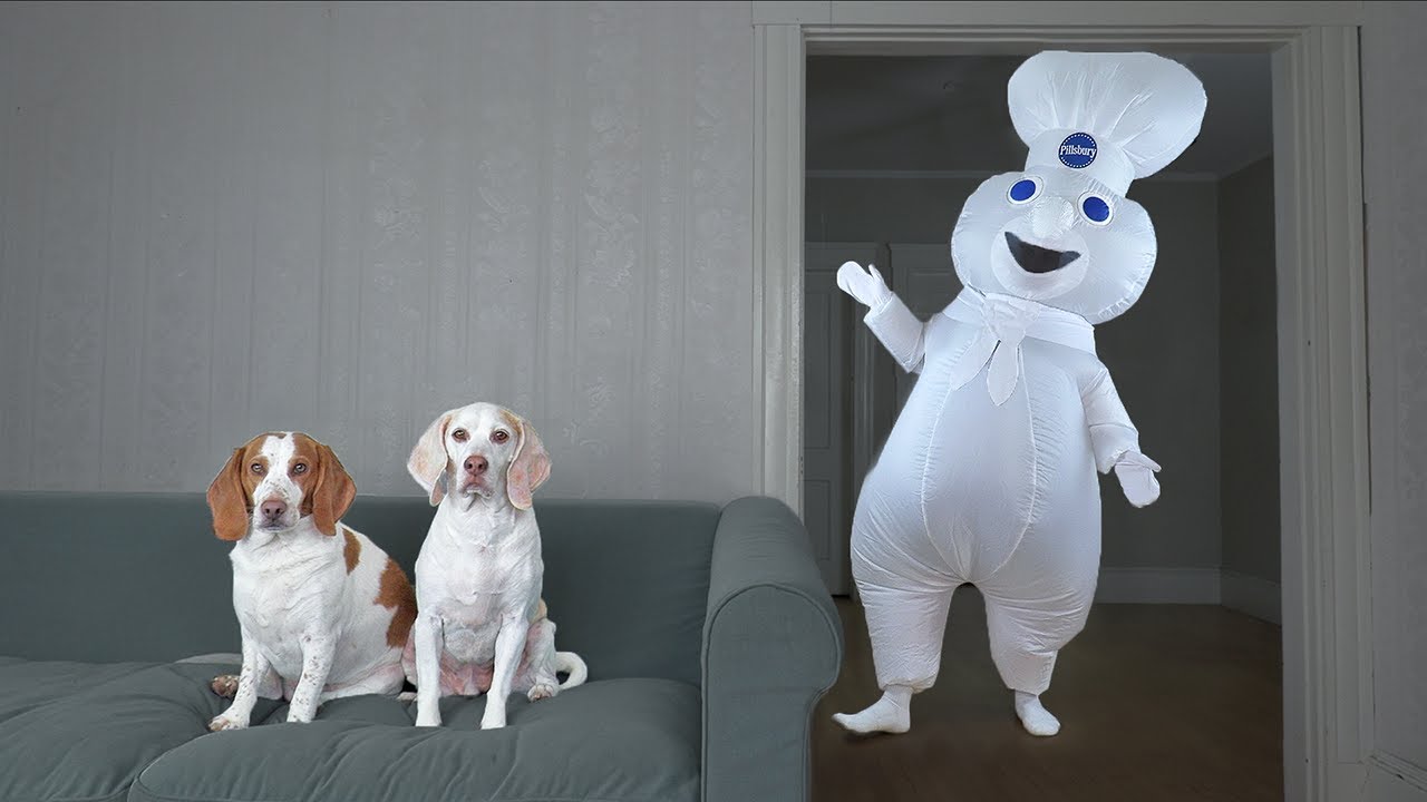 Dogs Surprised By Dancing Doughboy Prank! Funny Dogs Maymo & Potpie Vs ...