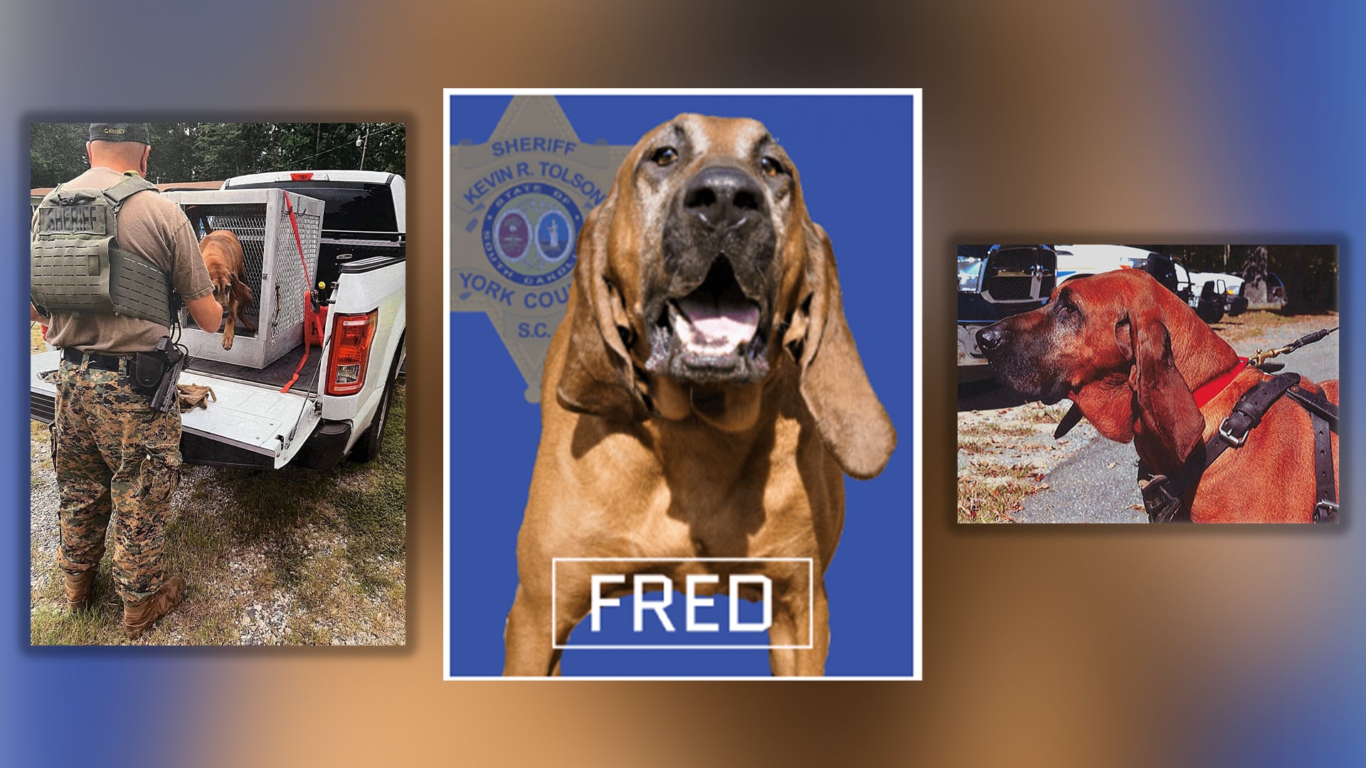 ‘Remarkable K9′: York County Sheriff’s Office Bloodhound Unexpectedly Dies