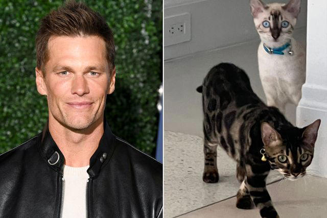 tom brady never thought he'd be a cat dad — now he has 3 of them (exclusive)