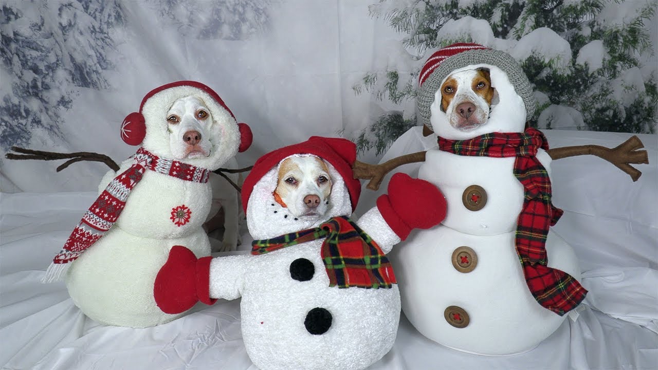 Funny Dogs In Christmas Costumes Compilation! Funny Dog Maymo, Penny ...