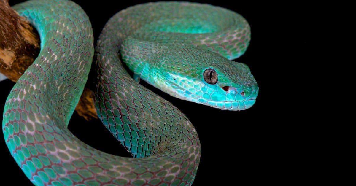 These Are The Most Stunning Blue Snakes