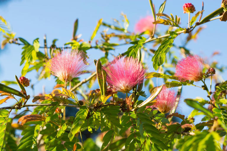 The prettiest pink flowering trees to plant if you want instant curb appeal