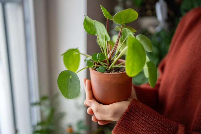 ¿cómo cuidar una planta para que no se muera?