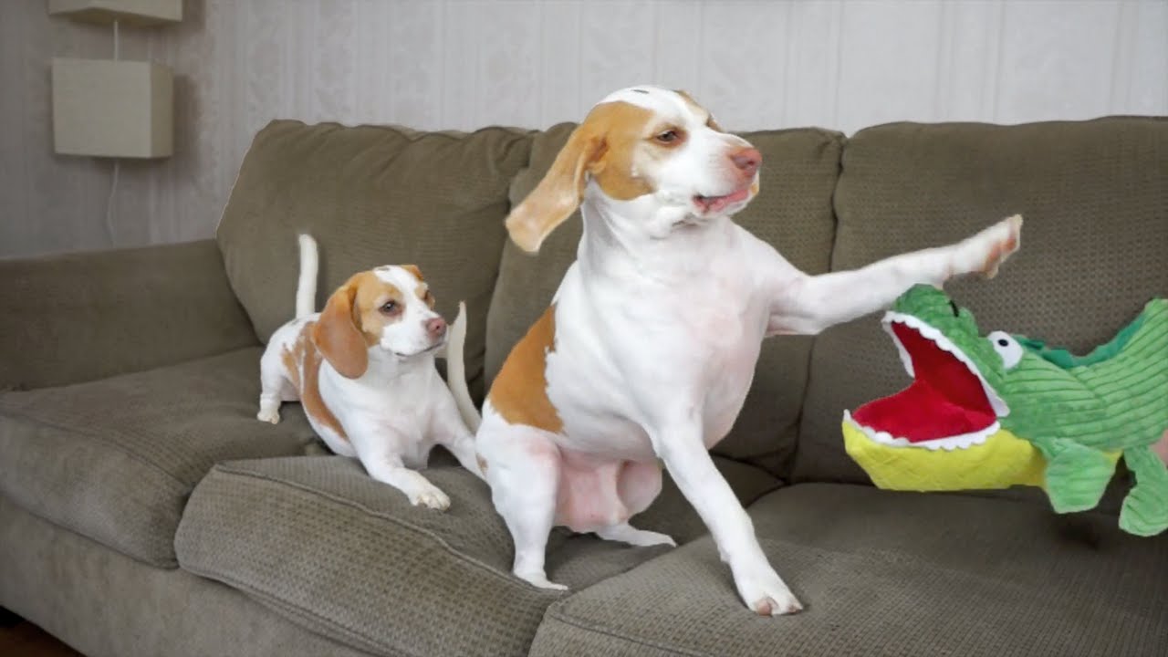 Dog Saves Sister From Alligator Puppet: Cute Dogs Maymo & Penny