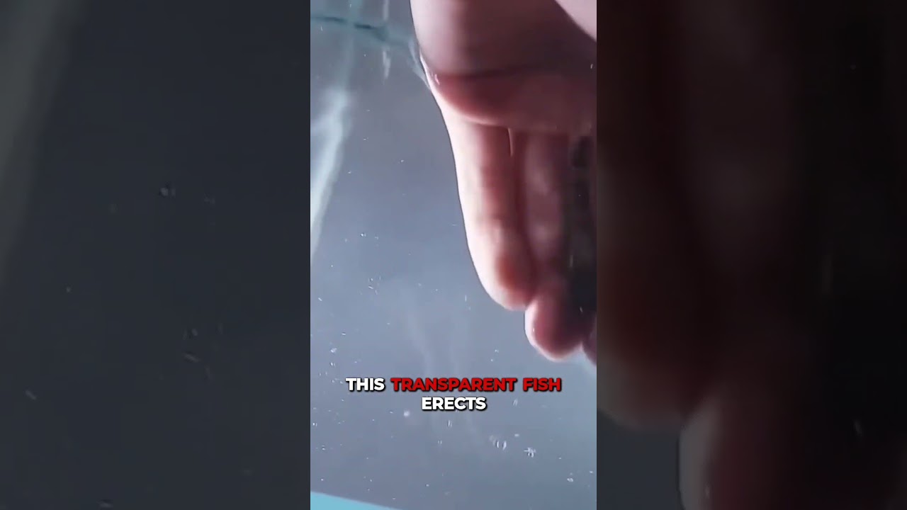 The Dangers of a Candiru Fish Swarm