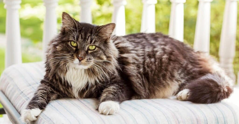 The 10 Strongest Cats (From Wild to Domestic!)