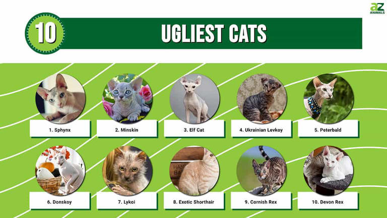 Top 10 Ugliest Cats