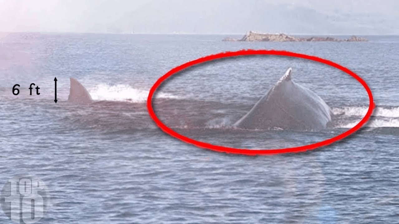 10 Megalodon Caught on Camera &amp; Spotted In Real Life!