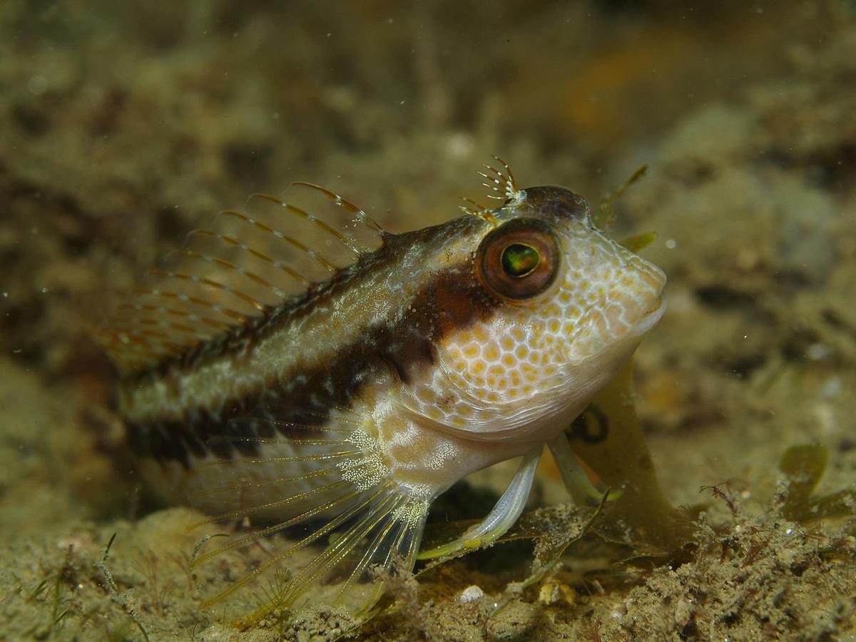 Estas Son Las Especies Marinas Más Comunes Que Puedes Encontrar En Las ...