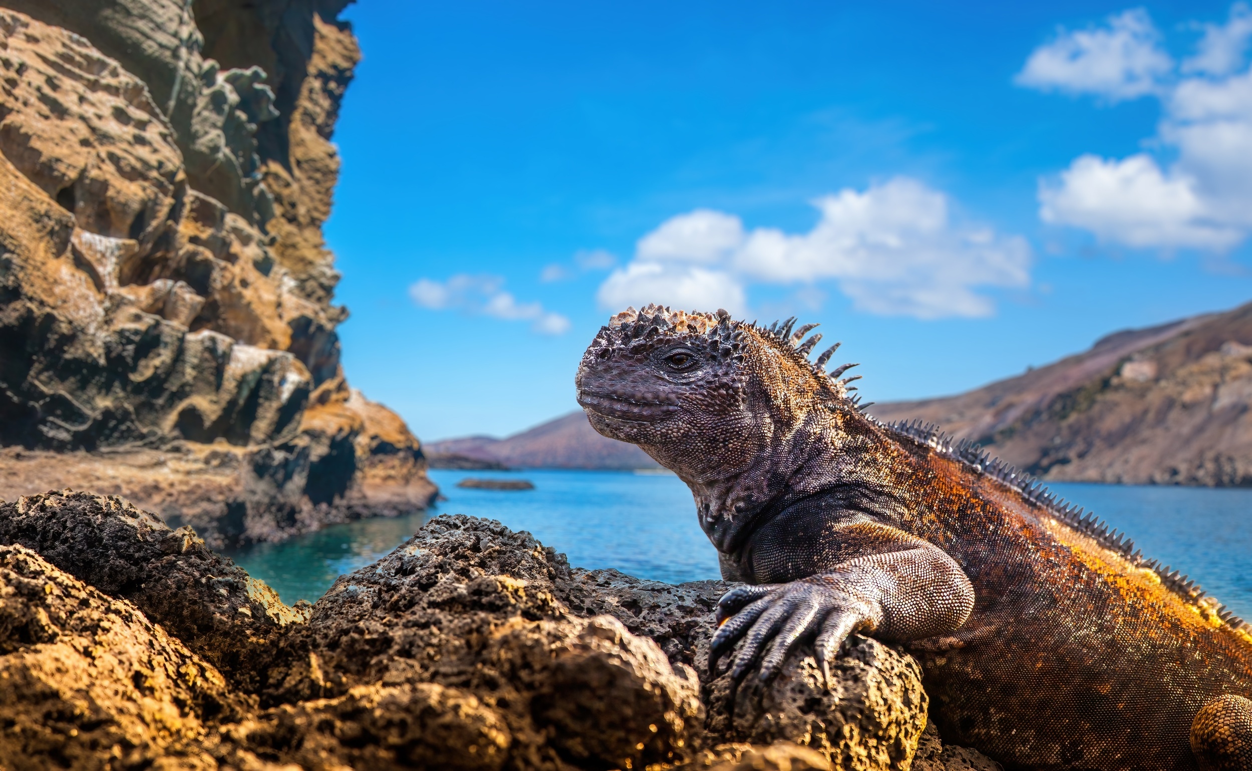 <p>The Galápagos Islands are difficult to get to and have lots of rules — you can’t spend the night there, for example — but for anyone with an affinity for wildlife, they’re heaven on earth. If you can manage the cost and the traveling headaches, it’ll be well worth the hassle. </p><p>You may also like: <a href='https://www.yardbarker.com/lifestyle/articles/10_unique_dishes_found_down_under_in_australia/s1__38269577'>10 unique dishes found down under in Australia</a></p>