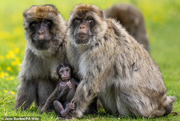 safari park welcomes new baby to troop of endangered barbary macaques