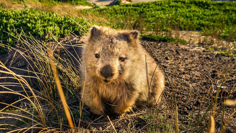 How are your wombat walking skills? If they're good enough, Tasmania has a job for you