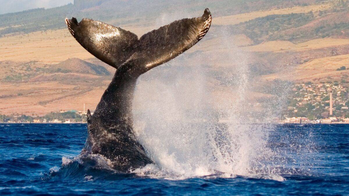 <p>Maui’s beaches offer a front-row seat to the greatest whale show on Earth! Thousands of humpback whales travel to Maui’s temperate waters to birth their calves between December and May, turning the Auau Channel into a giant whale nursery.</p><p>You don’t even need a boat (although <a href="https://www.flannelsorflipflops.com/best-whale-watching-in-maui/"><strong>those tours</strong></a> are pretty awesome, too). Between catching rays and sipping on tropical drinks, you might just see a mama whale teaching her baby how to breach!</p><p><strong><a href="https://www.flannelsorflipflops.com/best-whale-watching-in-maui/" rel="noreferrer noopener">Read more about Best Whale Watching in Maui Hawaii</a></strong></p>