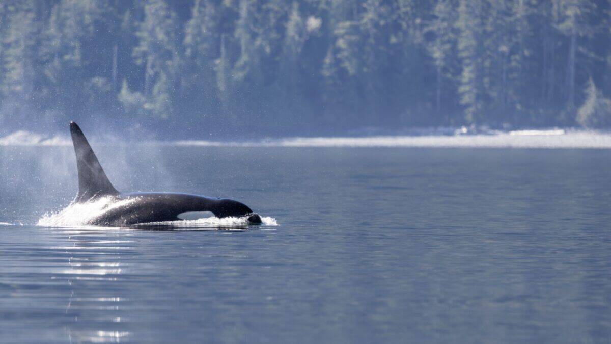 <p>Spotting whales in the San Juan Islands is like stepping into a real-life documentary about Orcas. Lime Kiln State Park is one of the greatest locations in the world to see killer whales from land. </p><p>These striking black and white sea animals are often near the shore, so you might spot them spouting and breaching right from the beach! Spend a day here, and you have over a<a href="https://madelinemarquardt.com/how-to-see-whales-in-the-san-juan-islands/"> 50% chance of spotting a whale</a>, with humpbacks, minke whales, and gray whales also making appearances.</p>