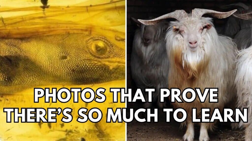 46 Photos Of Things That Are Pretty Interesting And Might Teach You ...