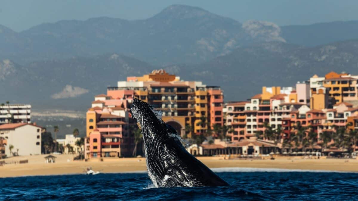 <p>Cabo San Lucas is more than a popular spring break destination with clear blue waters stretching endlessly. Cabo is also a hotspot where the Pacific Ocean meets the Sea of Cortez, making it a perfect place for whales to come in huge numbers. </p><p>During winter, up to 18,000 humpback whales can be spotted here. In peak season (December to April), these whales often come close to shore, displaying playful behaviors like splashing and breaching.</p>