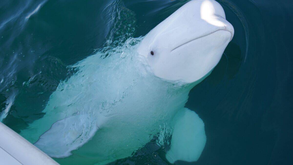 <p>Churchill is all about beluga whale watching! Every summer, over <a href="https://adventures.com/blog/whale-watching-canada/">57,000 beluga whales</a>, known as the “canaries of the sea,” gather in Hudson Bay near Churchill. From June to September, you can see these curious whales right from the shore or take a boat tour to hear their amazing underwater orchestra of clicks, whistles, and chirps.</p>