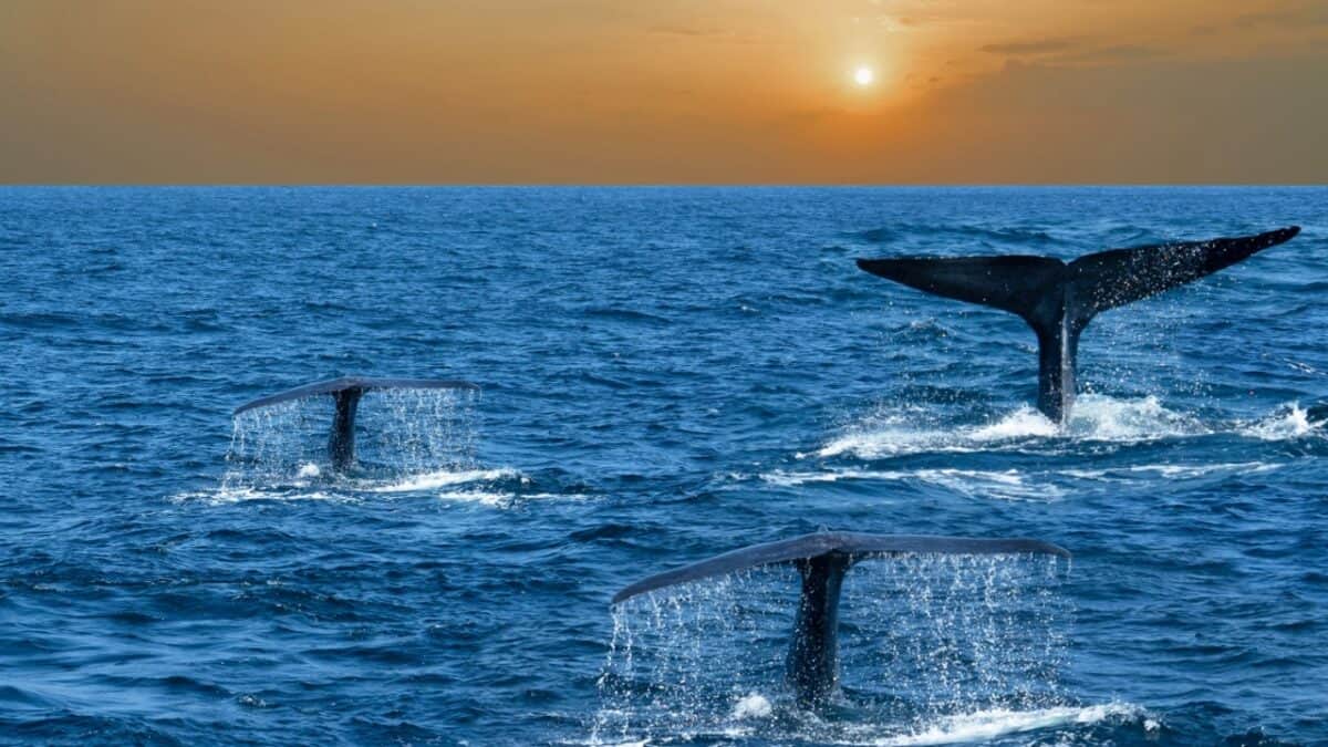 <p>Want to cross spotting a blue whale off your bucket list? Head to Mirissa Beach, Sri Lanka, one of the best places to see whales from the shore. Between November and April, these gentle giants cruise by, and with a little patience and some binoculars, you might spot the biggest animal on the planet. </p><p>For guaranteed close-up views, take a whale-watching tour and enjoy a<a href="https://www.whale-watching-mirissa.com/"> 98% success rate</a> in seeing these majestic creatures.</p>