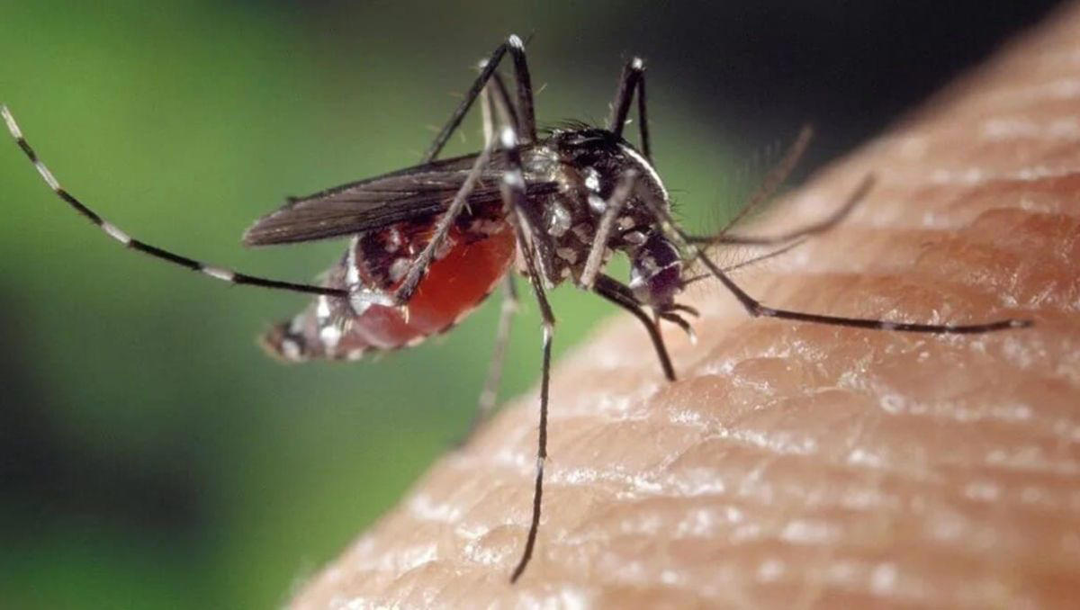 suman 475 casos de dengue en edomex; reportan promedio diario de 38 infecciones