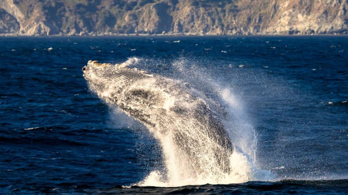 <p>Monterey Bay’s soft sand, sparkling water, and stunning scenery make for a great vacation. But it’s the all-you-can-eat buffet of <a href="https://www.tripsavvy.com/whale-watching-in-monterey-and-santa-cruz-1478448">plankton, krill, and anchovies</a> that keep the whales coming back all year round. Unlike most places, you don’t have to wait for a specific season to see whales here. </p><p>Humpback and blue whales are practically permanent residents, and depending on the time of year, you might spot gray whales, minke whales, or even the occasional sperm whale!</p>