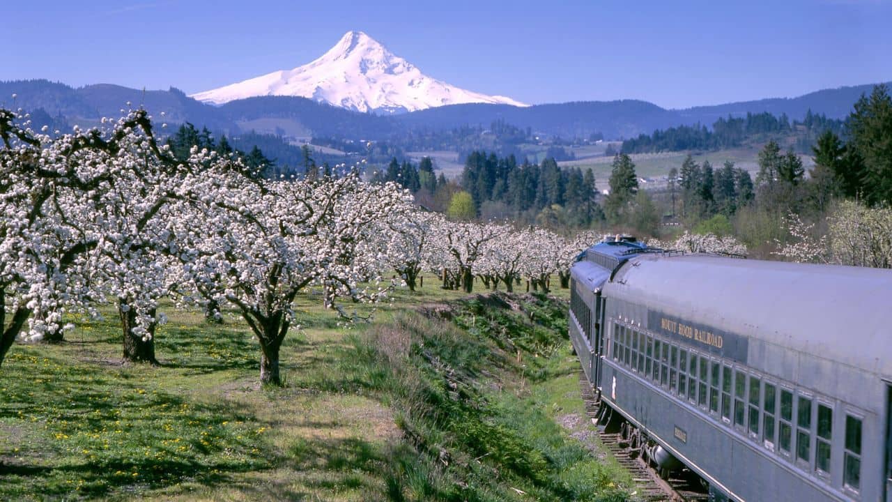 <p>Experience an unforgettable <a href="https://www.mthoodrr.com/train-rides/" rel="noopener">ride</a> through the scenic Columbia River Gorge on the Mt. Hood Railroad. Each season has its own special experience. In spring, the orchard valley is in full bloom on the Spring Train. Enjoy music and valley views on the Easter Train, and traverse the lower main fork of the Hood River with stunning views of Mt. Hood on the Summer Train.</p><p>In autumn, you’ll be surrounded by magnificent reds and yellows on the Fall Train. In October, solve a haunting mystery on the Halloween Train and capture the spirit of the season in December on the magical Christmas Train. </p>