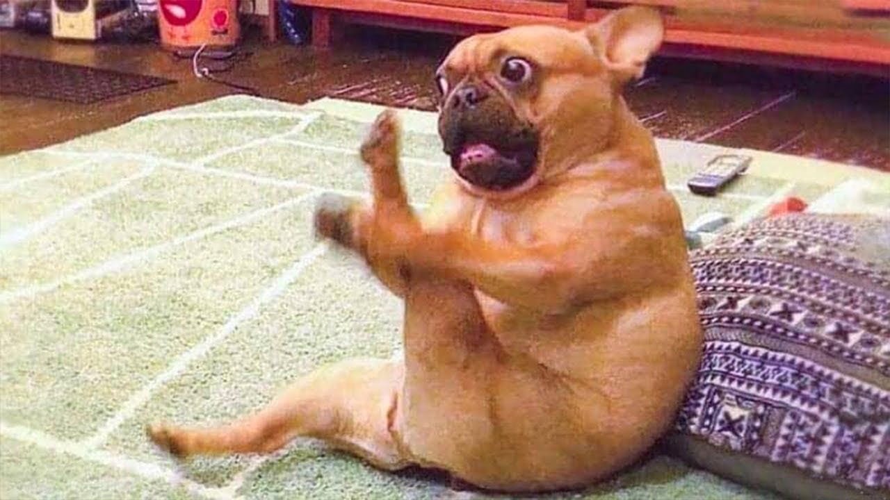 Dog Forgets He’s a Dog and Starts Acting Human
