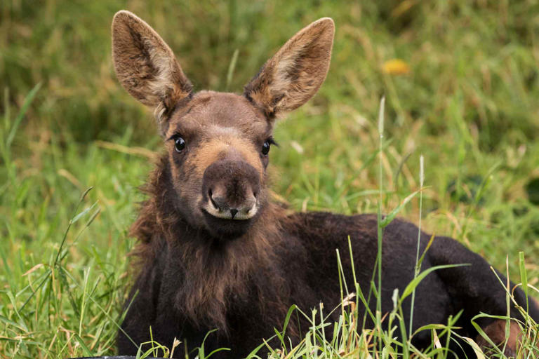 What is a baby moose called sales