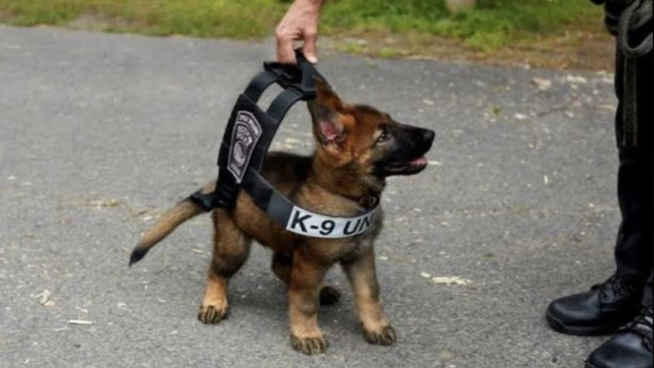 Puppies stay endlessly cute no matter how much they grow