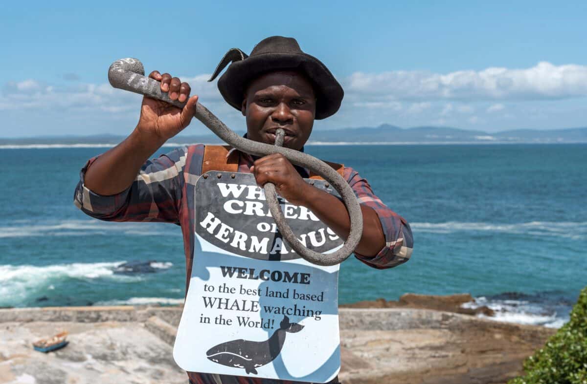 <p>Hermanus isn’t just any beach—it’s the Whale Capital of South Africa! It sits on Walker Bay, a favorite feeding ground for Southern Right Whales. These gentle giants come close to shore during the breeding season (June to November), especially near Voëlklip and Grotto beaches. </p><p>The town takes its whale obsession seriously with a <a href="https://www.tripadvisor.com/ShowUserReviews-g312663-d3226016-r436750176-Grotto_Beach-Hermanus_Overstrand_Overberg_District_Western_Cape.html">Whale Crier</a> who blows a special horn to alert everyone when a whale is spotted! Plus, the annual Whale Festival in September/October celebrates these magnificent creatures.</p>
