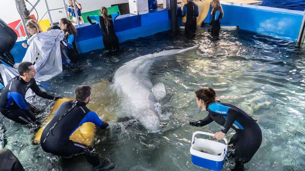 aufwändige evakuierung aus charkiw: zwei belugawale aus der ukraine nach spanien gebracht