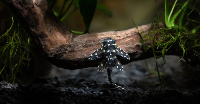 The 8 Smallest Pleco Fish