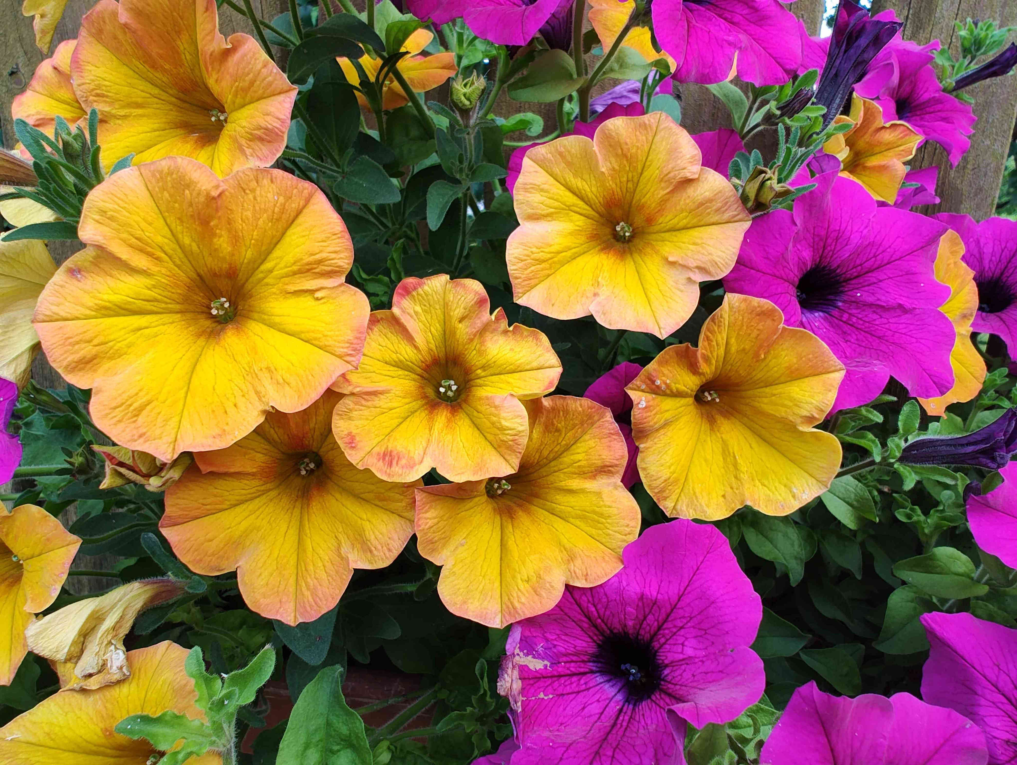 How To Deadhead Petunias To Keep Them Blooming All Summer Long