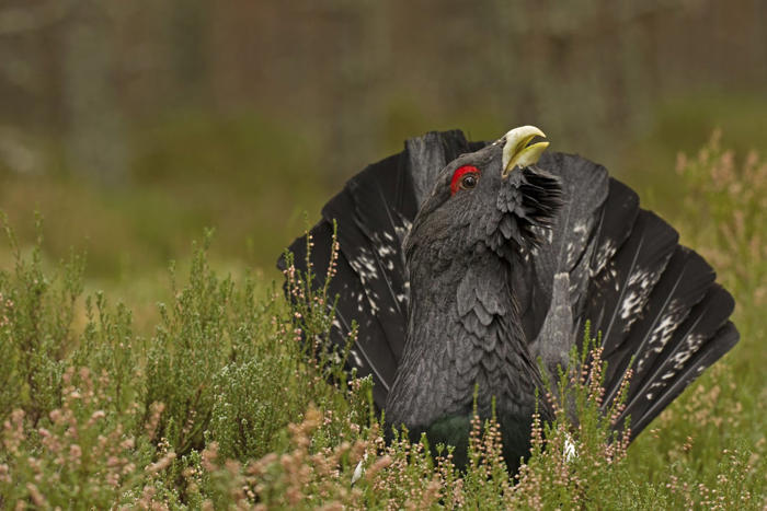 researchers believe nest study offers lifeline to under-threat capercaillie