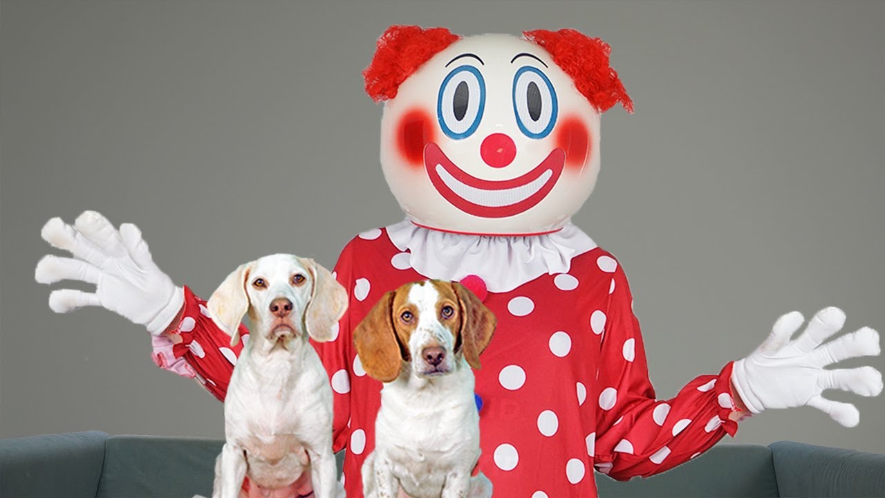 Dogs Vs Creepiest Clown Ever! Funny Dogs Maymo, Potpie, Indie & Penny ...