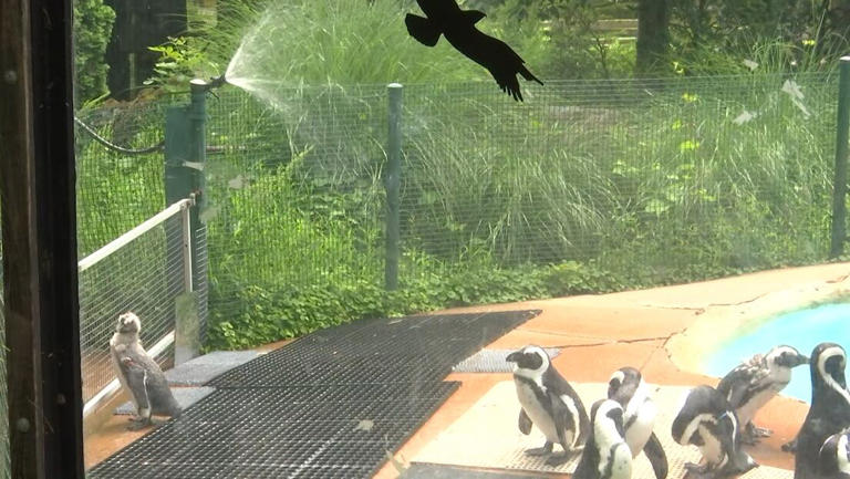 Zoo animals staying cool in sweltering heat